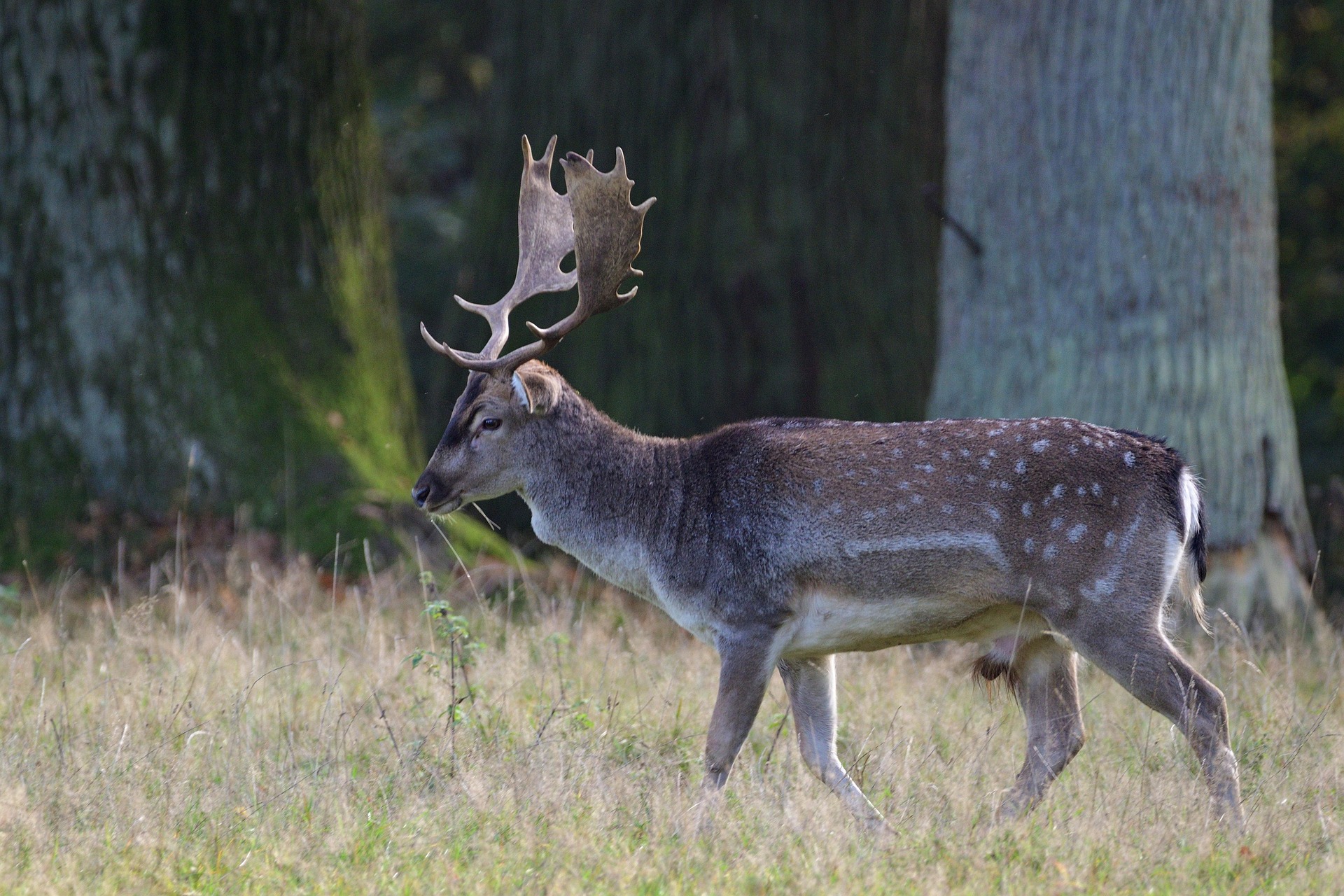 Damhirsch am Waldrand, Seitenansicht
