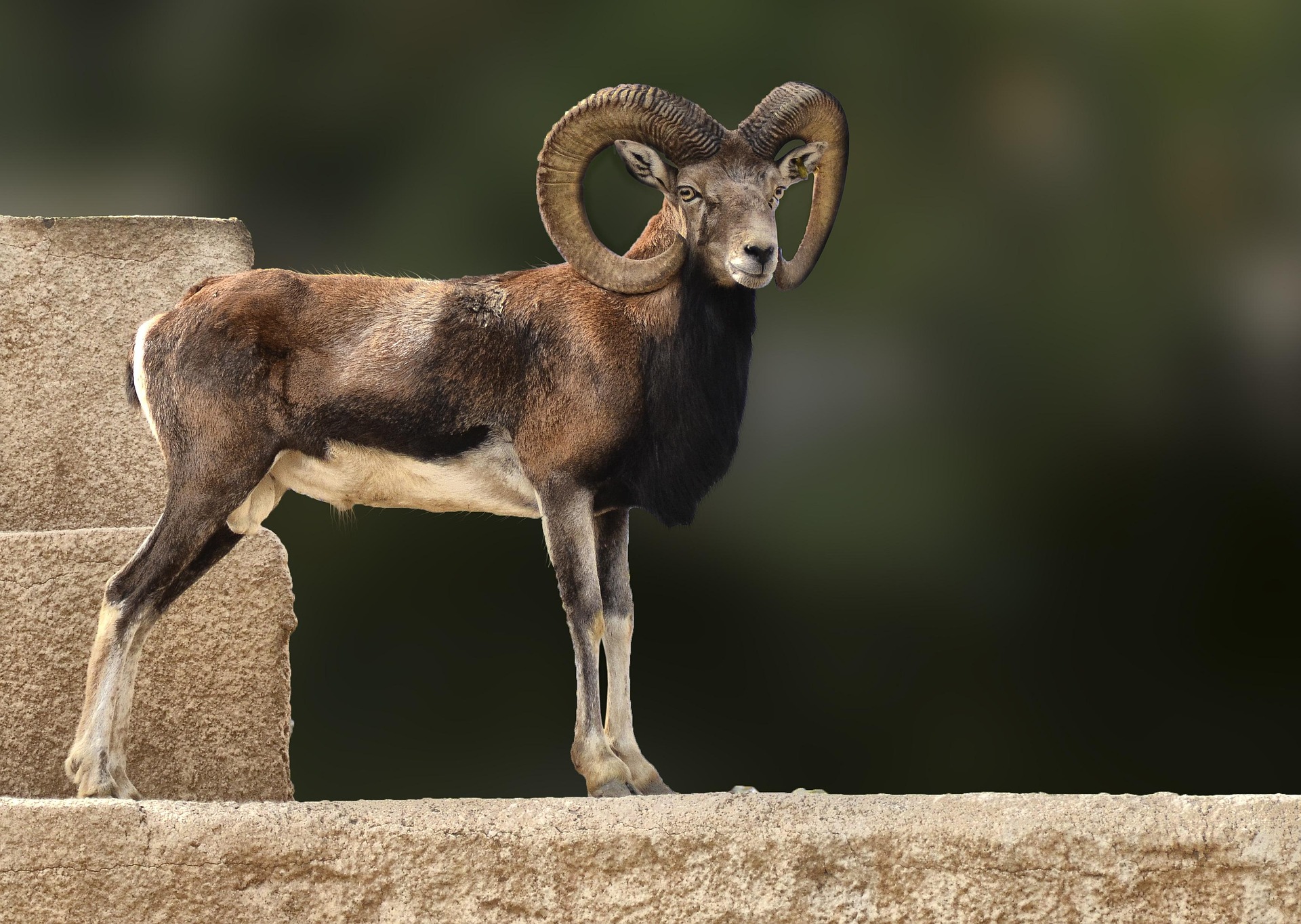 Mufflon in freier Wildbahn, Seitenansicht