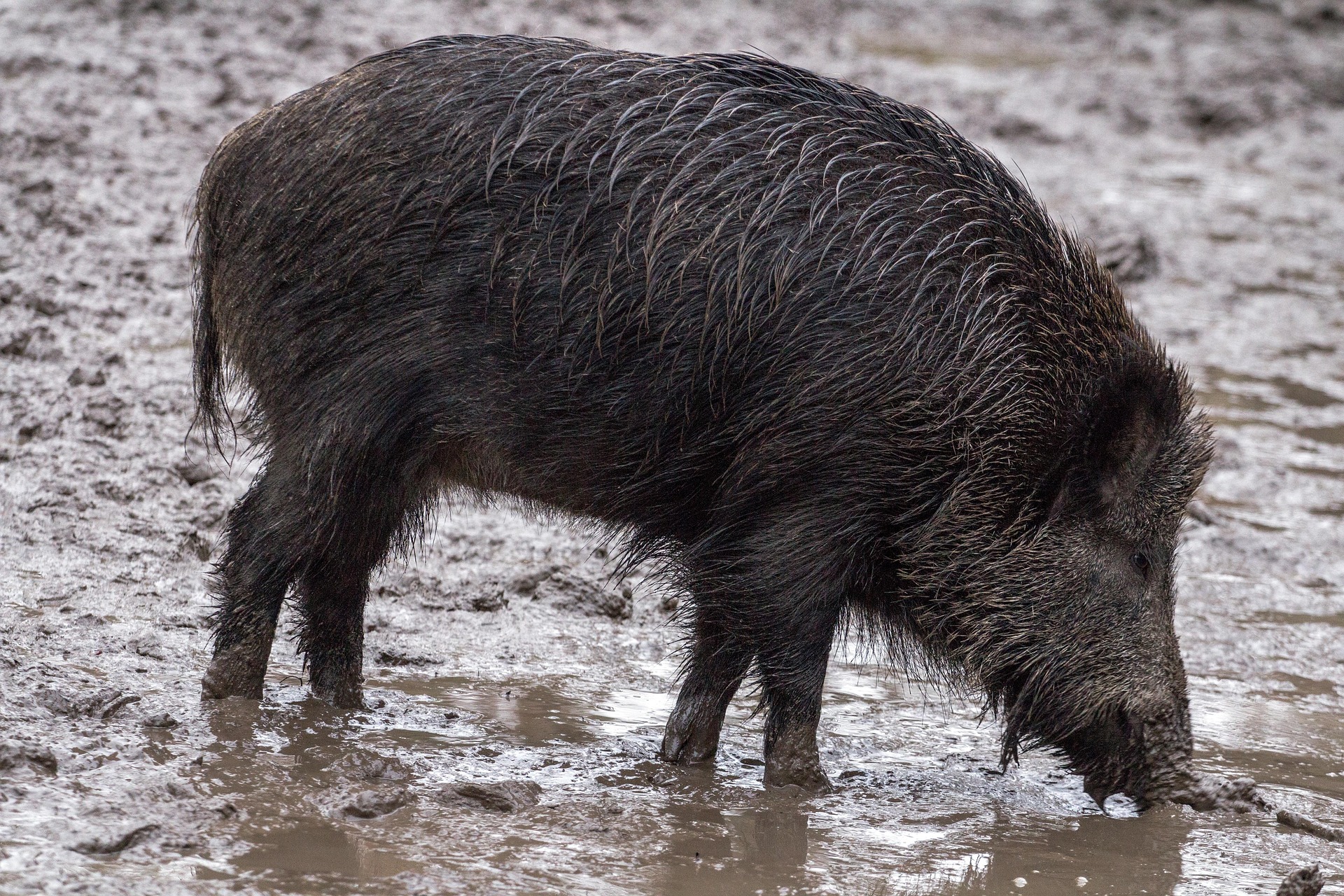 Wildschwein an einer Suhle, Seitenansicht