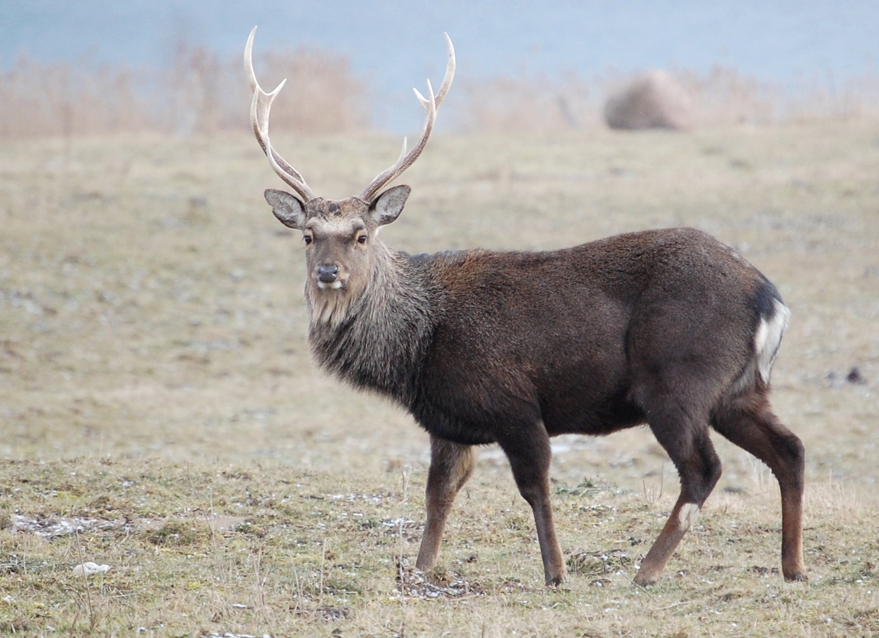 Sikahirsch in freier Wildbahn, Seitenansicht